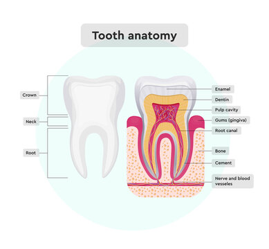 Tooth anatomy. Vector human anatomy