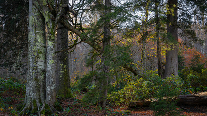 big tree broken in the forest and autumn