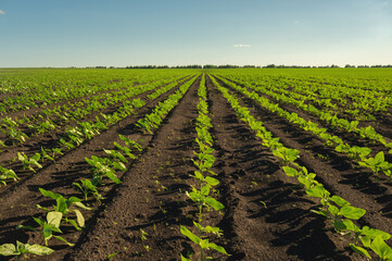 Even rows of sunflower seedlings on a huge agricultural field stretch to the horizon