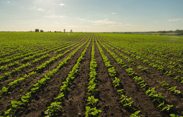 Even rows of sunflower seedlings on a huge agricultural field stretch to the horizon