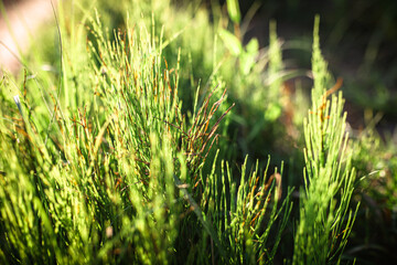 Equisetum , horsetail, snake grass, puzzlegrass, candock for branching species, and snake grass or scouring-rush in field large bushes growing inmeadow. weed used in alternative medicine and herbalism
