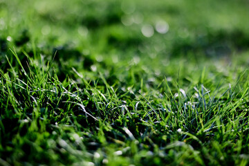 Spring young lawn grass, illuminated by sunlight. The energy of life, a healthy planet 