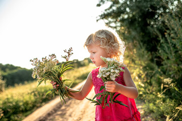 A little girl collects a bouquet of flowering valerian for an herbalist in the summer in a meadow....