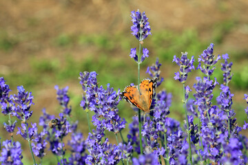 butterfly celled VANESSA CARDUI or Painted Lady on the lavender flowers
