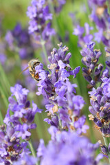 Bee sucking nectar from lavender flower in the flowering field