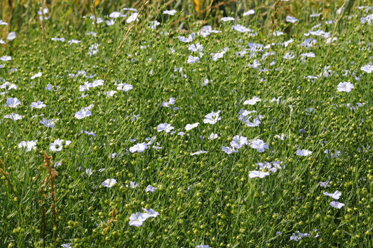 many small flowers of flax also called Pale or linum