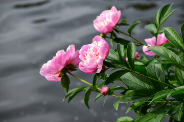 Pink peony flower in the sun on a blurred water background