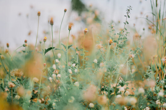 Flower field, meadow flowers in soft warm light. Autumn landscape blurry nature background.