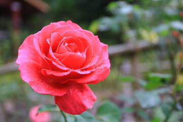 Close up of red rose