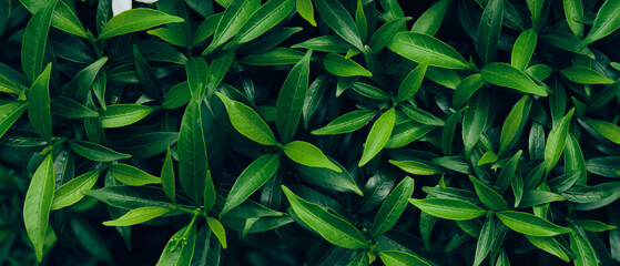 Background green leaves, plant of leaf green jungle nature, abstract dark background and wallpaper,...