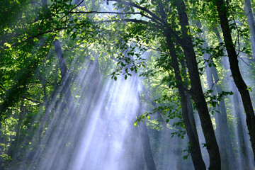 Sunlight filtering through the branches in the smoky forest