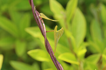 初夏の緑の中に蔓に二枚の幼い葉をつけたオニドコロのアップ