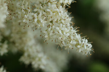 ネズミモチの木の、たくさんの真っ白い小花が房状に集まり満開の花のアップ