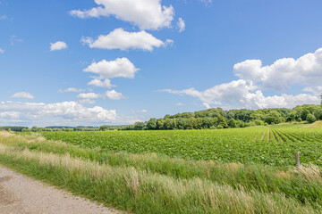 Fototapeta na wymiar Crop landscape in the Dutch fields, footpath and wild grass, lush green trees on a blurred background, sunny spring day with a blue sky and white clouds in the sky in South Limburg, the Netherlandsv