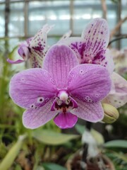 Orchid with white petals with purple trim and yellow lip in a tropical plant greenhouse in a plant environment