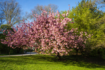 Japanese cherry blossom in spring