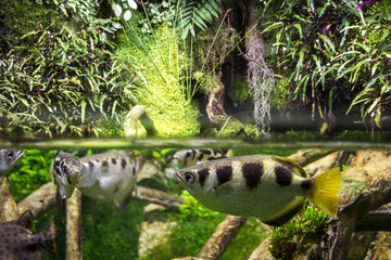 Banded archerfish close-up view in mangrove water - obrazy, fototapety, plakaty