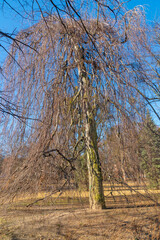 Obraz premium Trees in the public park of the city of Gdansk. Poland