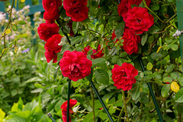 Red climbing rose bush