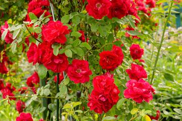 Red climbing rose bush
