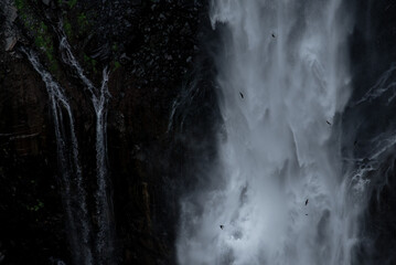 滝とイワツバメ