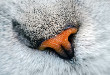 Cat nose macro. Funny orange cat nose closeup of silver tabby scottish cat.