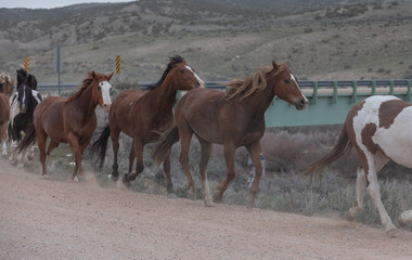 Fototapeta na wymiar Herd of western ranch horses in the spring.