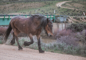 Herd of western ranch horses in the spring.