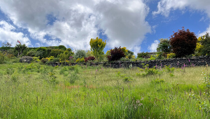 View across a large field, with wild plants, grasses, and a dry stone wall, on a Spring day in, Baildon, UK