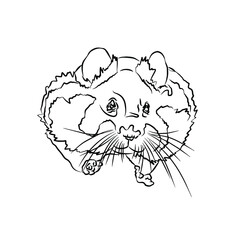 Illustration:Beautiful Hamster stripes, used in general applications