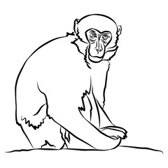 Illustration:Beautiful monkey stripes, used in general applications