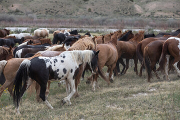 Naklejka na ściany i meble Herd of western ranch horses in the spring.