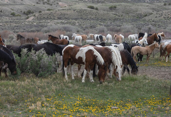 Fototapeta na wymiar Herd of western ranch horses in the spring.