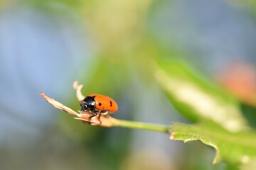ladybug on a leaf