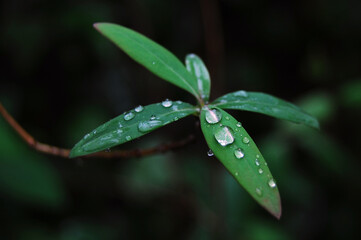 Droplets on Green Leaves