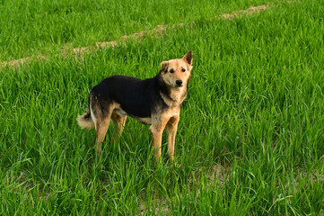 Pet dog standing in wheat field