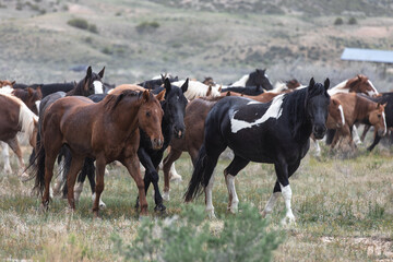 Herd of western ranch horses in the spring.