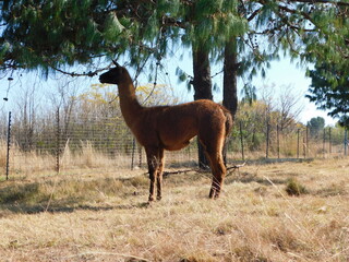 Closeup photograph of a brown Llama with a black face standing in a golden winter's grass field while eating lush bright green pine needles from a Pine Tree, in Gauteng, South Africa