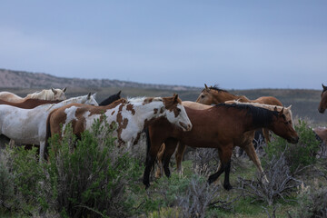 Herd of western ranch horses in the spring.