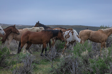 Obraz na płótnie Canvas Herd of western ranch horses in the spring.