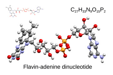 Chemical formula, skeletal formula, and 3D ball-and-stick model of the coenzyme flavin-adenine dinucleotide, white background