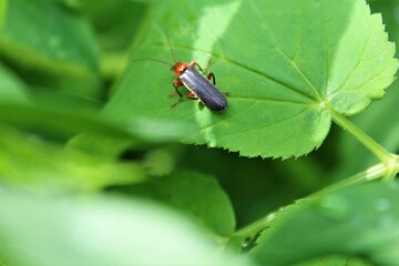 bug on leaf