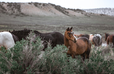 Herd of western ranch horses in the spring.