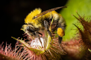 Bee on Berry Blossom