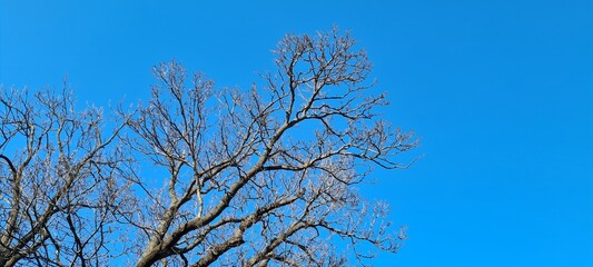 branches against blue sky