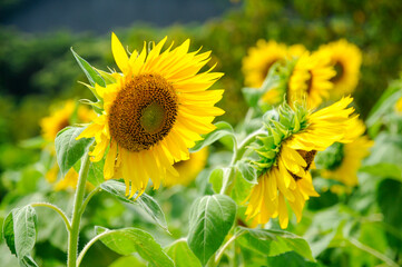 Fototapeta premium Sunflower, ひまわり