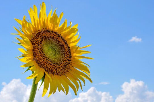 Sunflower and summer sky, ひまわりと夏空