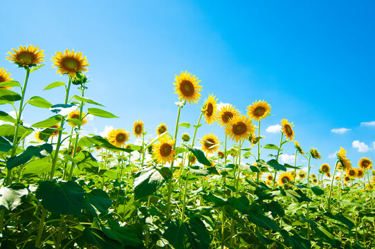 Sunflower, ひまわりと青空