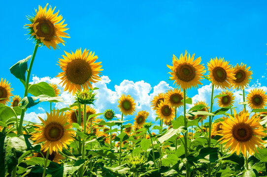 Sunflower, ひまわりと夏空