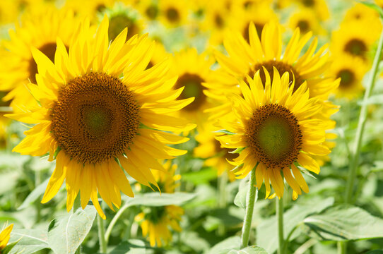 Sunflower, ひまわり